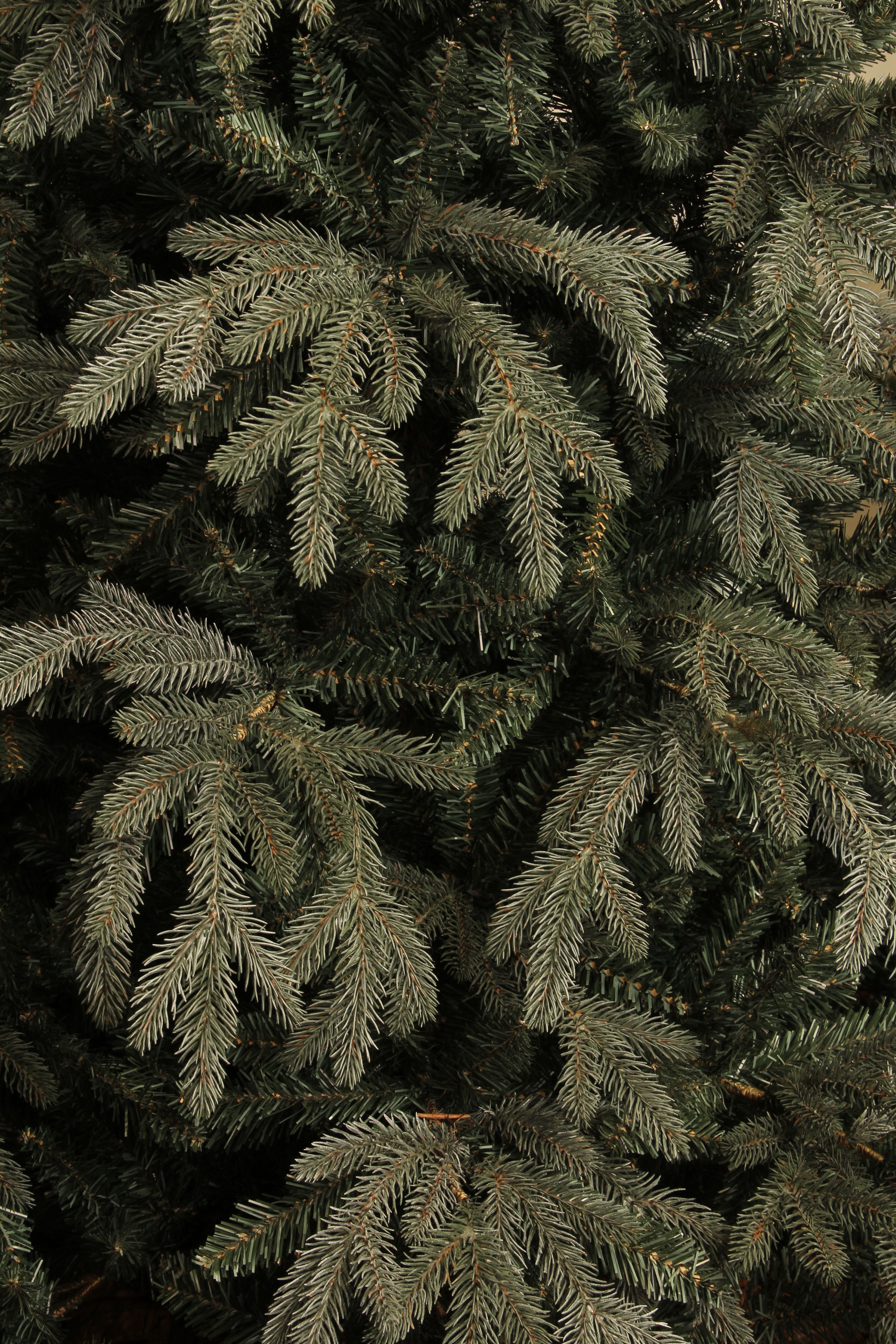 Weihnachtsbaum Maclura h185 cm Black Box Trees