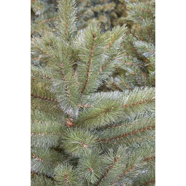 Tub licht bidden Triumph Tree - Forest frosted pine kerstboom groen TIPS 2037 - h260xd168cm  kopen? | Felinaworld